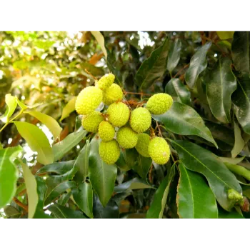 Organic Litchi Plant